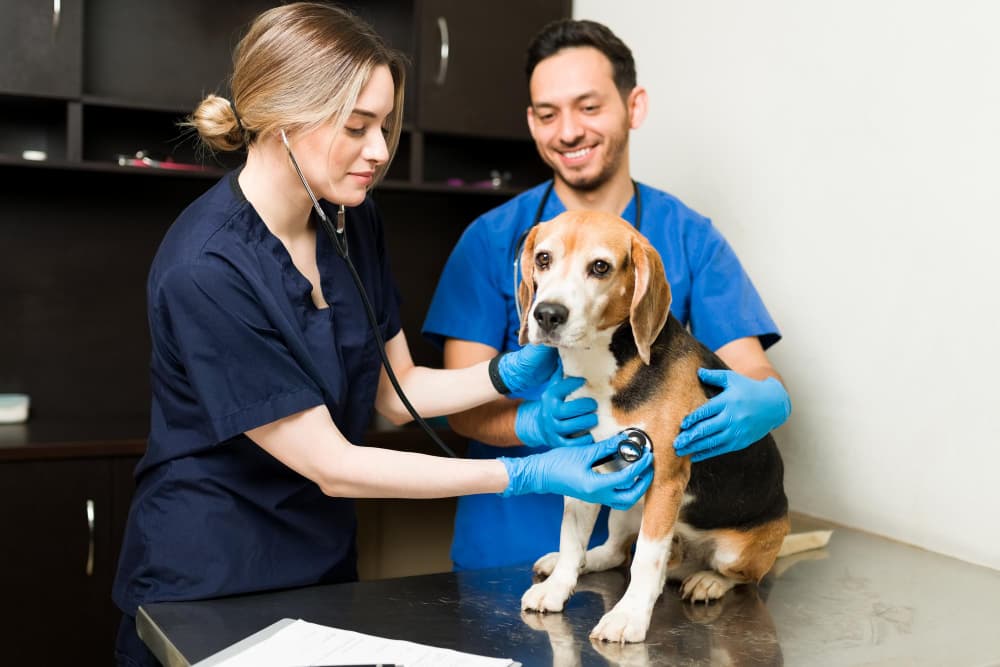 Vets
